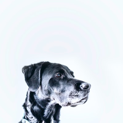 medium-coated黑狗
